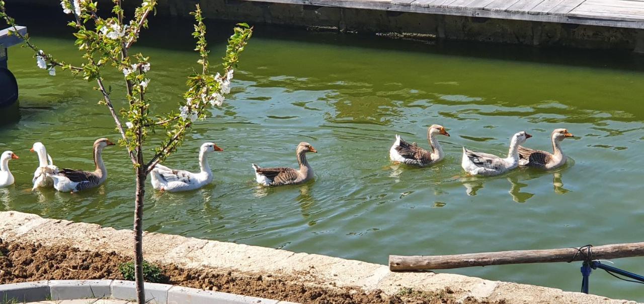 Apartmani Bojeresku Negotin Esterno foto